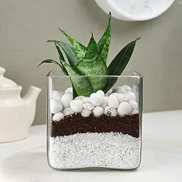 FlowerAura Decorative Air Purifying Sansevieria Snake Live Terrarium Plant In Glass Pot For Living Room, Table Corner, Balcony, Office/Home Decor And Gift's For Special Occasions (Same Day Delivery)-image-34