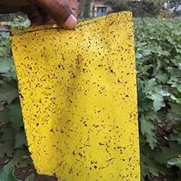 Agronom Sticky Insect Trap Coated Sheets, Yellow-picture-31