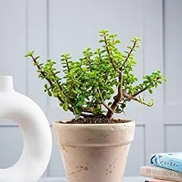 Nurturing Green® Jade Plant with Brown Ceramic Pot (size: small) | Good Luck Plant | Indoor Plants for Living Room | Live Plants With Pots | Indoor Plants For Office Desk-image-52