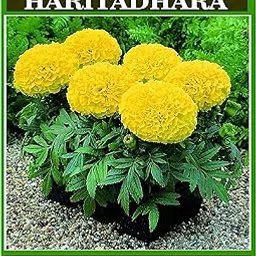 Haritadhara Marigold Inca Yellow F1 Hybrid Flower seeds Pack of 50 Seeds Multi-Qty Packs For Nature Lovers For Gardening (1 PKT)-picture-38