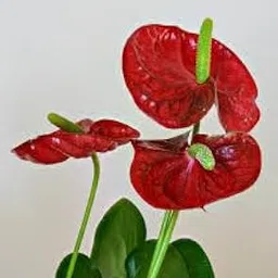Anthurium Red Flamingo Flower, Live Miniature Indoor Plant, Andraeanum Variety with Red Blooms, 1 Count. NLH_6-picture-44