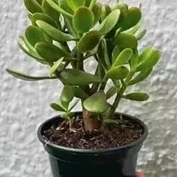 Kalfo Crassula Ovata Jade Plant, Good Luck Vastu Plant, Good Luck Feng Shui Plant with Pot-picture-16