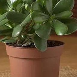 Live Holy Jade Plant, Indoor Outdoor, Small Size 20 cm, Low Maintenance Air Purifying, Without Pot, pack 1, jade plant small plant-image-84