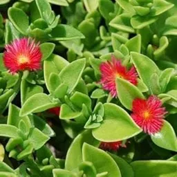 Greenursery Aptenia Cordifolia Vibrant Succulent, Variegated Hearleaf Ice Live Plant, Baby Sun Rose (1)-picture-20