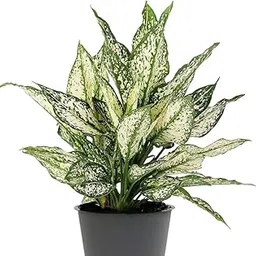 SNOW WHITE (Aglaonema snow white) live plant-image-80