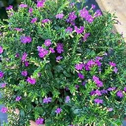 Mini Blue Braya Desmodium Unifoliatum Beautiful Sapling live (plant pack of 1)||-image-28
