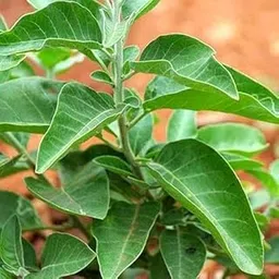 RootNrise Ashwagandha Medicinal Plant Seeds for Home Garden, 100+ Seeds Pack-picture-23