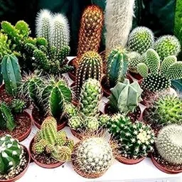 NooElec Seeds India All Seasons Cactus Seed Mix 50+ Assorted Cacti Seeds For Planting Indoors And Outdoors Different Varieties-picture-29