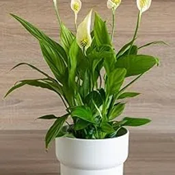 Air Purifier Peace Lily Plant Spathiphyllum Live Indoor Plant-picture-27
