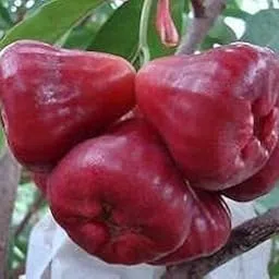 Rare Exotic Red Water Apple(Pack Of-1)/Hybrid Syzygium samarangense Apple Tree Live Plant All Time "Grafted"/" Air Layrered" Healthy Live Plants & "Speacial Variety" Tree Plant(After Fruits 1Year).-image-16