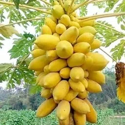DEYS AGRO ™ Taiwan Red Lady 786 F1 Hybrid Papaya Seeds - Pack of Seeds 233-picture-10