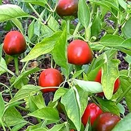 Golden Hills Farm HOT CHERRY CHILLI PEPPER SEED - HOT AND ORNAMENTAL 60+ seeds-image-57