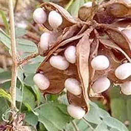 White Gunja Live Plant Medicinal (Original White)-picture-52