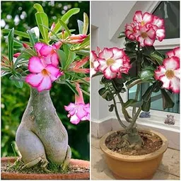 Adenium Elegant Red & Adenium Pretty Pink Pair (2 Healthy Live Plant)-picture-15