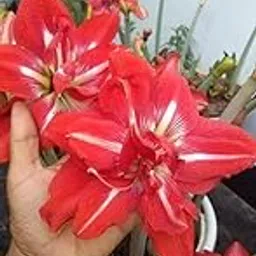 generic Urban Gardens Multi Petal Red Star Amaryllis Lily Bulb Or Hippeastrum Lilly Bulb (Pack of One Bulb)-picture-11