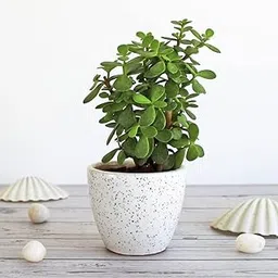 Jade plant real - Small, Good Luck Jade Plant,perfect for Green Ambiance and Positive Vibes! plants (Pack of 1)-image-90