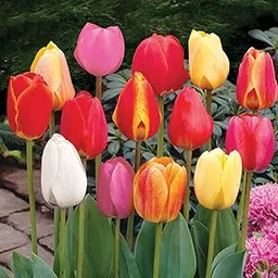 Audbhidhi Imported Variety Mix Color Tulip Bulbs for Home Garden (Pack of 5 Flower Bulbs)-picture-11