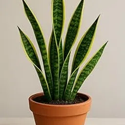 GOOD LUCK SNAKE PLANT(Sansevieria Live Plant, is a premium indoor plant perfect for both home and office décor Plant, WITH POT pack of 1-picture-24