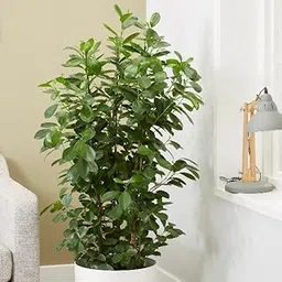 Mphmi NCR Live Plants Ficus Moclame, Ficus microcarpa - Plant-image-56