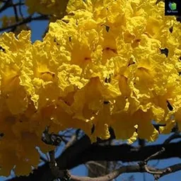 Mphmi Tabebuia argentea, Tecoma argentea - Plant-picture-26