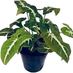 The Four Seasons Syngonium Wendlandii Schott | Velvet Arrowhead | Air Purifying | Natural Live Plant in Pot-picture-30