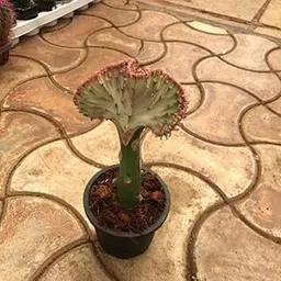 Mphmi Nursery Plants Live Delhi NCR Euphorbia Crested - Plant-picture-58