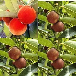 live indian persimmon plant Pack of 2-picture-15