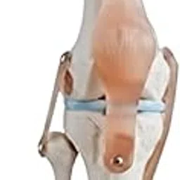 Ajanta Export Knee Joint Model Deluxe with Muscles & Ligaments | Life Size Anatomical Human Knee Model for Medical Students, Teaching, Physiotherapy, Anatomy Study | Durable PVC Material-picture-12