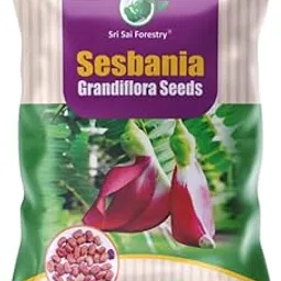 Sri Sai Forestry Sesbania Grandiflora (Agati) Seeds/Saplings – Fast-growing Vegetable Hummingbird Tree for Edible Use – Gaach-munga, Agati, Avisha (100 Seeds)-image-11