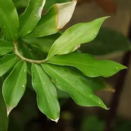 YOUDVIK Live Insulin Plant Costus Igneus, Green Medicinal Herb with Growbag, Low Maintenance, Indoor Outdoor Use, Natural Ayurvedic Plant for Home Garden image 1