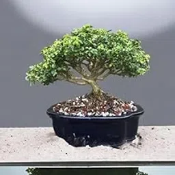 Beautiful banyan bonsai tree live plant,7 Years old Bonsai Pack of 1 Without pot-image-51