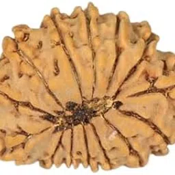 TRINETRA GEMS Stone Fourteen Face Rudraksha Nepali Beads Superb Natuural 14 Mukhi Rudraksha for Make Pendant Mala IGL Lab Certified Precious Brown चौदह मुखी रुद्राक्ष for Men and Women-picture-30