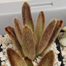 The Plant Paradise Kalanchoe Tomentosa Chocolate Soldier Plant for Indoor & Outdoor Decoration with Plants-picture-31