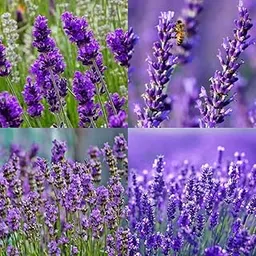 Lavender seeds organic planting for lavender gardening seeds pack of 10-image-37