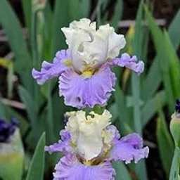 Oakwood Farms® Berded iris flower bulb | lite purple iris Flower bulb For Indoor/Outdoor home Gardening Pack of 1 bulb image 1
