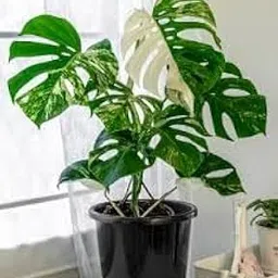 Mphmi Nursery Plants Live Delhi NCR Monstera borsigiana - Plant-picture-32