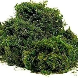 Natural Dried Preserved Moss Grass for Pots, Home and Garden, Green 450 gm-image-3