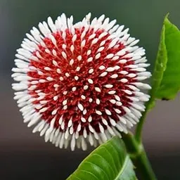 Kadamba flower tree (Pack of 1 Healthy live flower plant)-picture-21