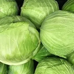 Garden® Imported Cabbage Green/Patta Ghobhi Vegetables Seeds For Gardening | Pack 30 to 40 Seeds-picture-22