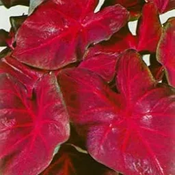 Radha Krishna Agriculture Caladium Red Leafy Pack of 15 Bulbs for Your Beautiful Garden.-picture-28