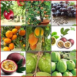 Creative Farmer Fruit Seeds Combo Tree Seeds & Fruit : Pomagranate, Apple, Grape, Orange, Papaya, Passion Fruit - Yellow, Passion Fruit - Violet, Thailand Guava, Kilo Pera Kitchen Garden Pack-picture-28
