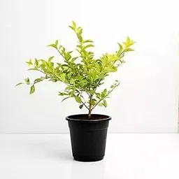 Premium Hedge Plant Dense Green Wall for Beautiful Natural Fencing (Green)-picture-11