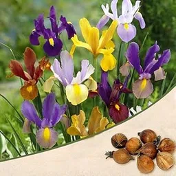 Mphmi Seedless Plant Flower Bulbs Plants Iris (Random Color) - Bulbs-picture-19