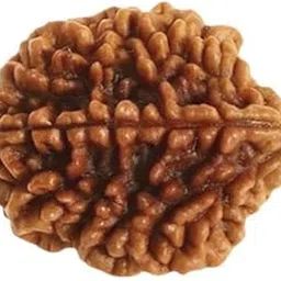 2 Mukhi Rudraksha Nepali Rudraksha 100% by Lab Certified Oval Shape Do Mukhi Rudraksha With Silver Caping-picture-32