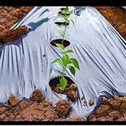 Siddhi Mulching Film with Hole Mulching Paper 30 Micron 3.25 Feet 1200mm 400 Meter (Center Hole)-picture-18
