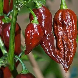 400+ Chilli Ghost Pepper World Hottest Chilli Seeds (100% GERMINATION RATE, PACK OF 400)-picture-12