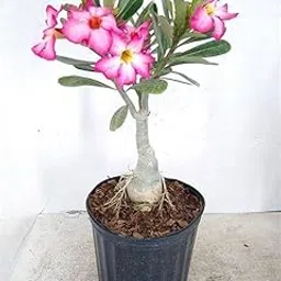 Shyam Baba Green House (Pack of 2) Live Adenium Plant, Pink Flowering Succulent in Black Plastic Pot with Soil, Indoor Decorative House Plant-image-26