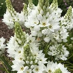 Radha Krishna Agriculture® Chincherinchee White Holland Imported Flower Bulbs for Home and Gardening (Pack of 5 Bulbs)-image-94