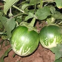 Golden Hills Farm® (AVG 500-2000) seeds BRINJAL GREEN seeds-image-67