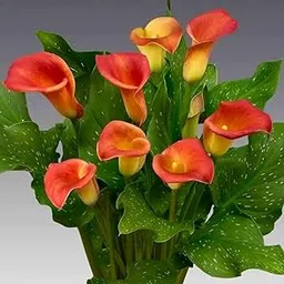 Radha Krishna Agriculture® Premium Imported Calla Lily Flower Bulbs – Fast Blooming & Vibrant Colors For Home and Garden Pack of 1 Bulbs (ORANGE SHADE)-image-39